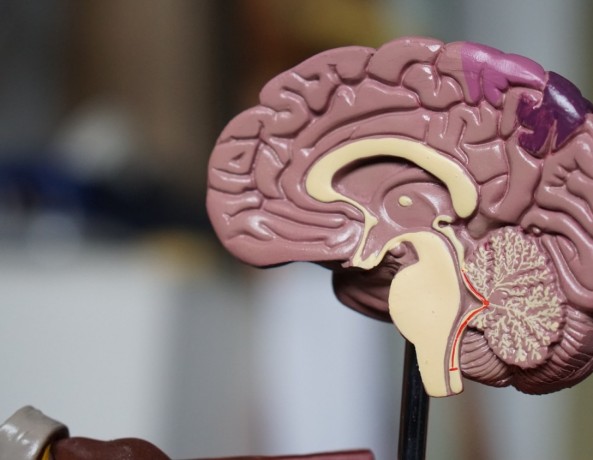 Neuralink Brain Chip, Neuralink human trials, Neuralink release date, What Is the Purpose of Neuralink